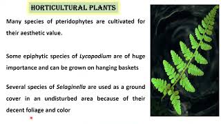 #pteridophytes Economic Importance of Pteridophytes