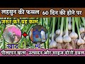 लहसुन की फसल 60 दिन की होने पर जरूर करें �