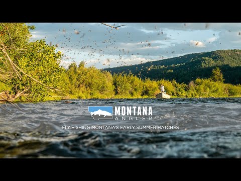 Fly Fishing Montana's Early Summer Hatches | Montana Angler