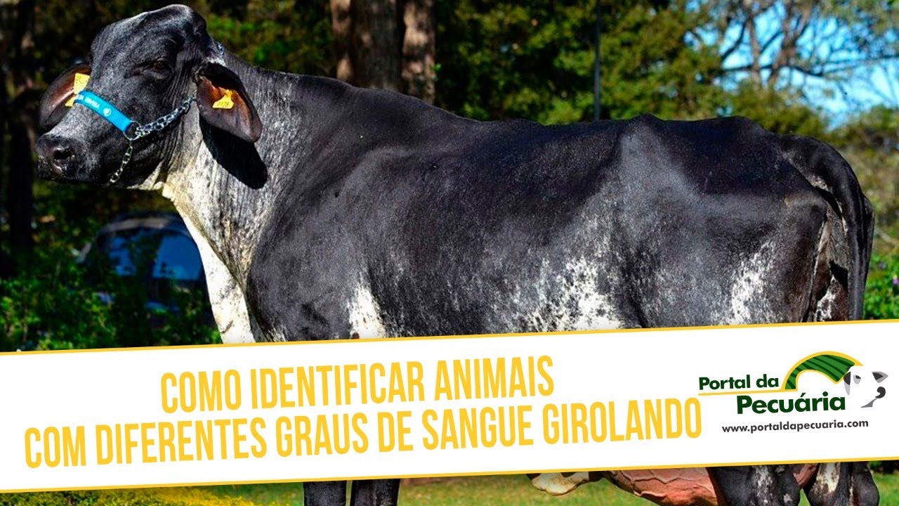 Como identificar animais com diferentes graus de sangue girolando