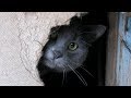 Gray Cat Is Afraid Of Me And Hides In The Basement