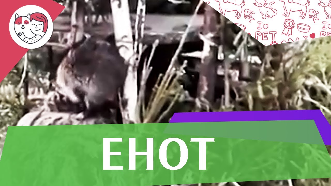 Енот Легенды индейцев на ilikepet