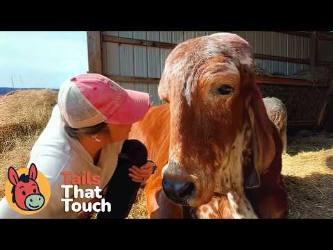 Tails That Touch and SASHAFarmAnimalSanctuary