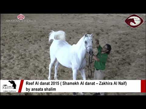 Reef Al danat 2015 ( Shamekh Al danat – Zakhira Al Naif)by ansata shalim