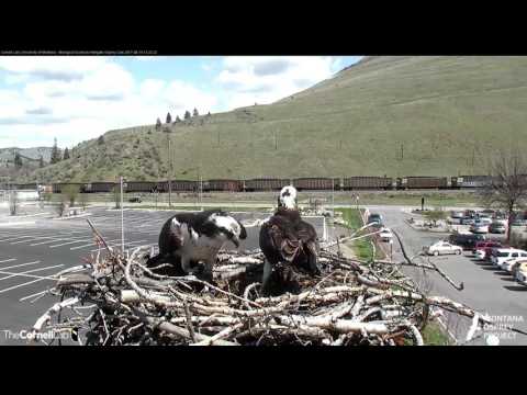 Louis Brings in Large Branch to Hellgate Nest – Apr. 19, 2017