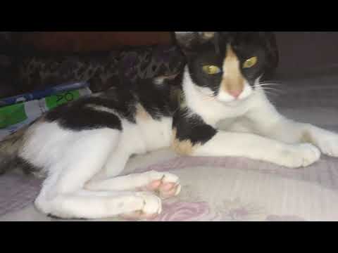 action mini।। Debjit video