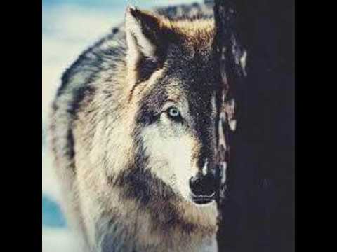 Boz Qurd ft Dejavu  - Turkem