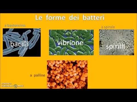 Le monere