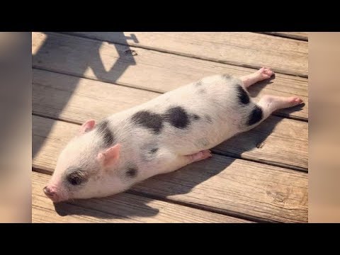 Saviez-vous que les cochons peuvent être si drôles ? - Des vidéos drôles de cochons qui vous feront mourir de rire