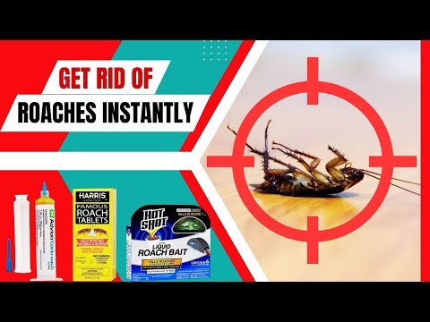 Keep Roaches Away With Best Cockroach Repellent