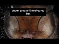 cuban greater funnel-eared bat/ English/knowledge is power