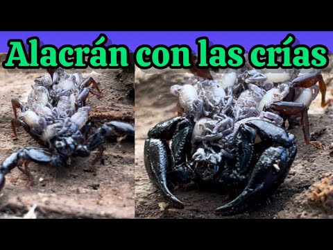 ALACRÁN 🦂 O ESCORPIÓN 🦂 con las crías