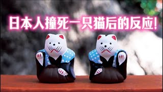 日本人开车撞死一只猫后的故事