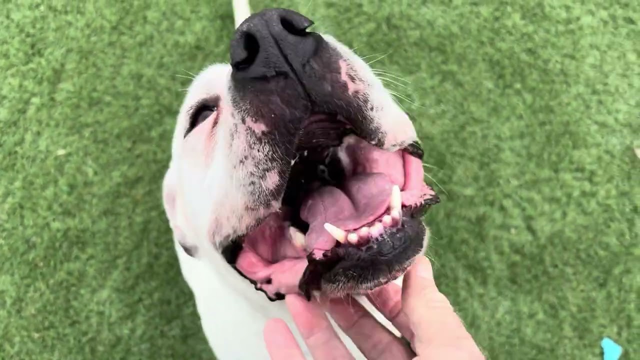 Cookie, a ADOPTABLE mixed breed in Wasco, CA video 6/6