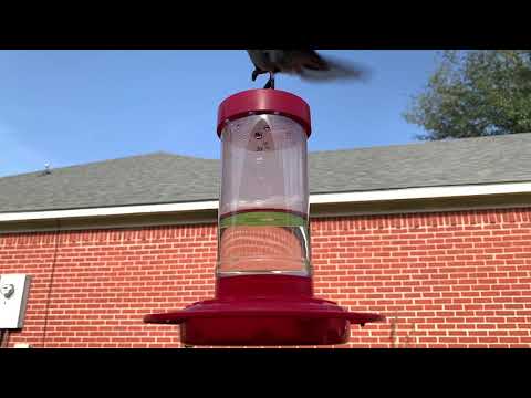 Hummingbird Migration Begins