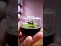 Aged Mini Grassland Terrarium