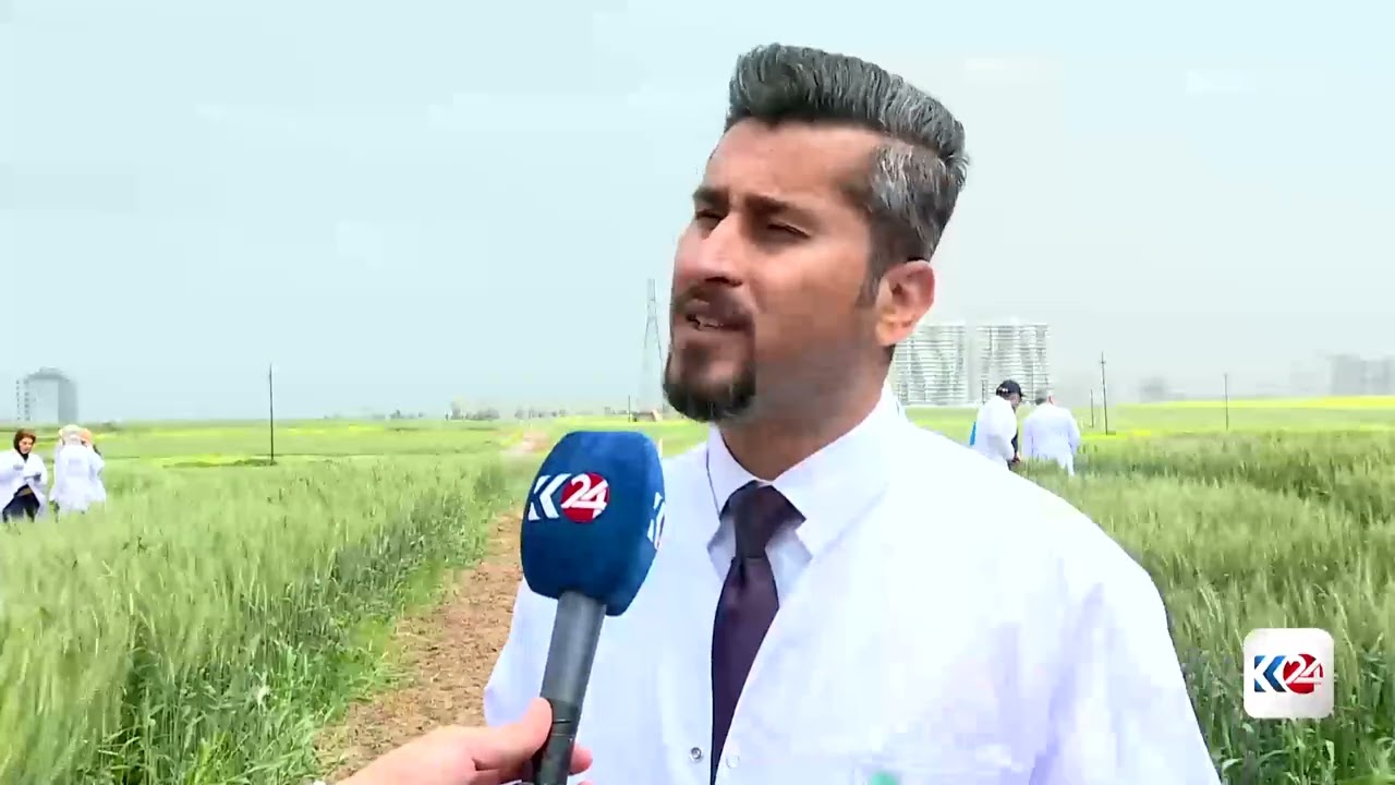 ڤیدیۆ | لە هەولێر توێژینەوە لەسەر 385 جۆر تەرزی گەنم و جۆ دەکرێت