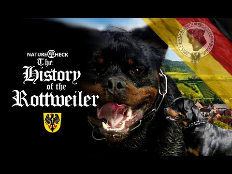The History of the Rottweiler