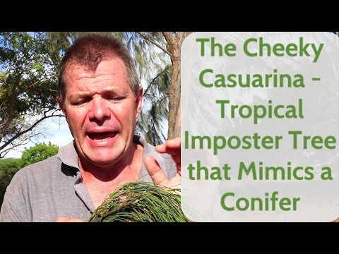The Cheeky Casuarina - Tropical Imposter Tree that Mimics a Conifer