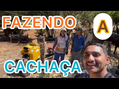 PRODUÇÃO DA CACHAÇA, DIRETO DO ALAMBIQUE PARATINGA-BA! Tradição da região.