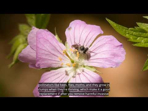 Herbs in Action Alexa Wagner, Wild geranium