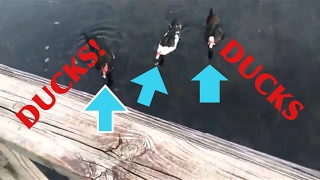 Feeding The Ducks And Fish!!!