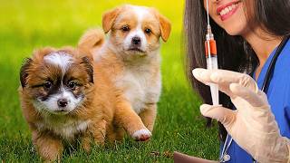 TODOS OS DONOS DE CÃES JA SE FIZERAM ESTA PERGUNTA