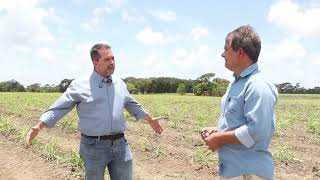 Irrigação por gotejamento após plantio de cana-de-açúcar