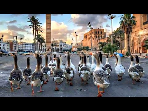 Tripoli, O Mother of Flowers_English Subtitles_Moataz Drebika