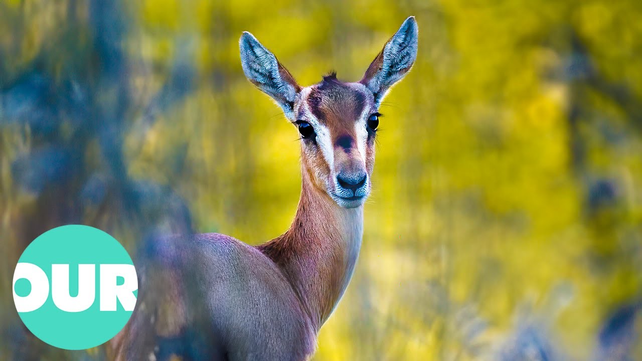 The Gazelle’s Quest For Survival In Israel