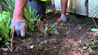 preview picture of video 'Spring Clean up Presented by a Boxboro MA Landscape Company'
