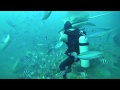 5 m TIGERSHARK almost bites divers head off in Fiji