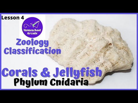 What are Cnidarians? Corals & Jellyfish | Phylum Cnidaria