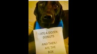 Spay it Forward!