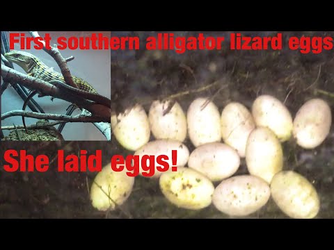 image-Do alligator lizards give live birth?