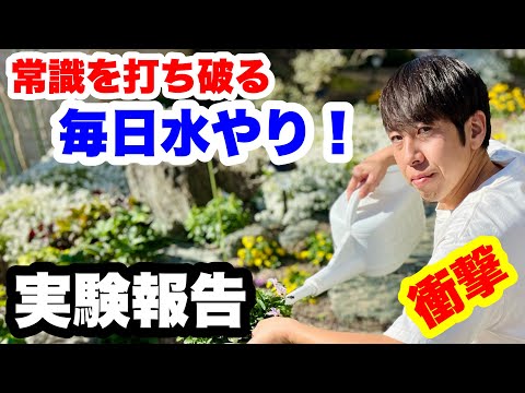 天然肥料 熱波後の自家製堆肥 土壌に栄養を与えるお茶 庭の修復 芝生の修復 植物の育成