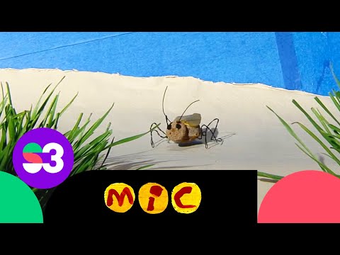 Endevina endevineta – El grill – Mic