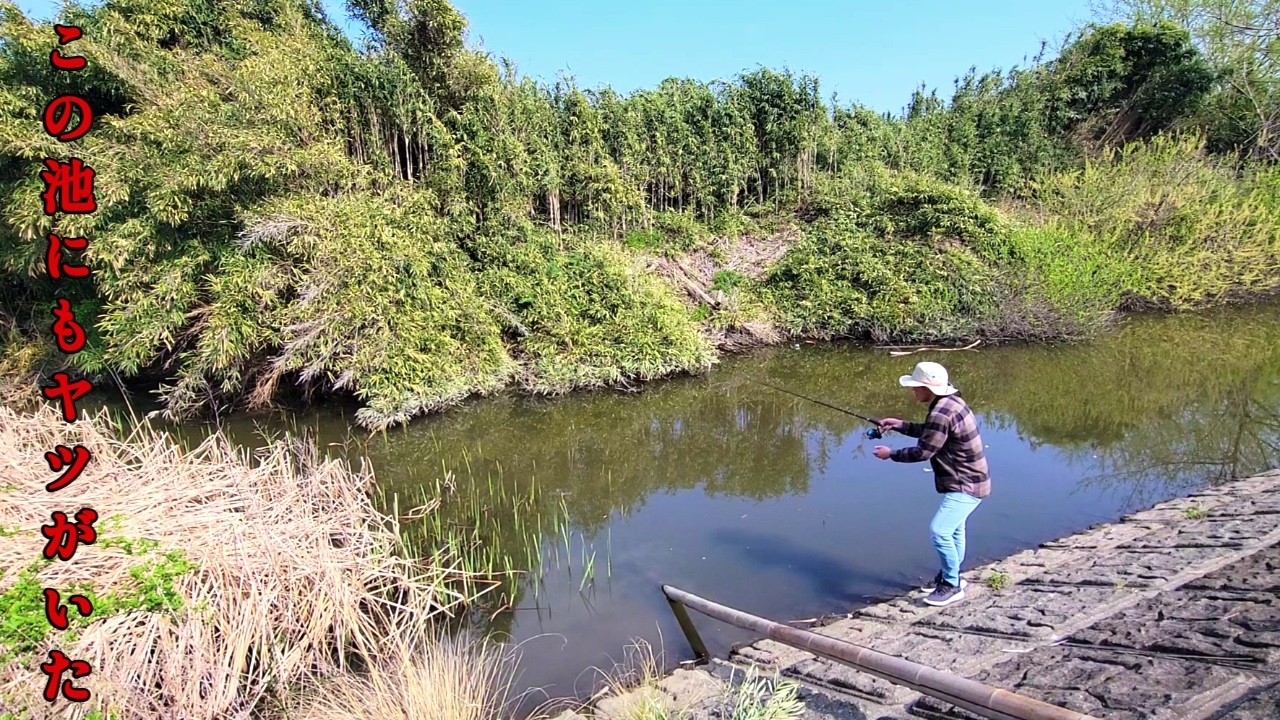 手つかずの誰も釣りをしない小さな野池を釣り調査したら、ヤツが繁殖していた…