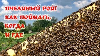 Ловля роёв форумы