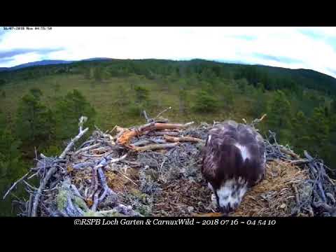 Two mating attempts this morning ~ ©RSPB Loch Garten & Carnyx Wild