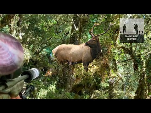 WAPITI ADVENTURE! The hunt for the New Zealand Wapiti/Elk in the bugle