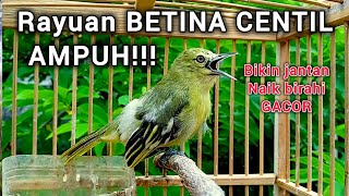 Download lagu Sirtu betina memanggil jantan - Sirtu/cipoh betina gacor pandai merayu sirpu gacor terpikat mp3