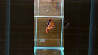 Download lagu #shorts || Ikan Cupang #ikanhias #ikan #bettafish #betta #cupang #cupanghias mp3
