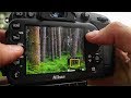 Local Woodland Landscape Photography (with Tips)!
