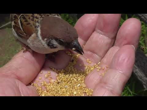 餌を貰いに来るすずめ達 20210606pm 4（お立ち台）