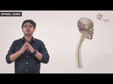 Neural Control and Coordination Class11 Biology: Spinal Cord (Ch-21) | NEET 2022 Exam Preparation