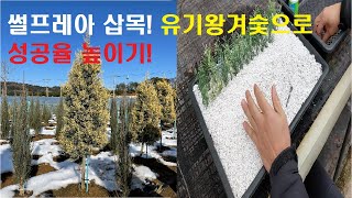썰프레아 삽목 바이오차 용토로 성공률 높이기!