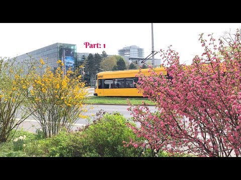 Flowers, flowers and Dresden tram / Germany, March /April 2017 /Part:1 /Blumen, Blüten & Straßenbahn