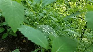 Cover art for random unpassable not song