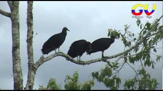 preview picture of video 'Narupa El Paraíso de las Aves, Gallinazo Negro, Black Vulture'